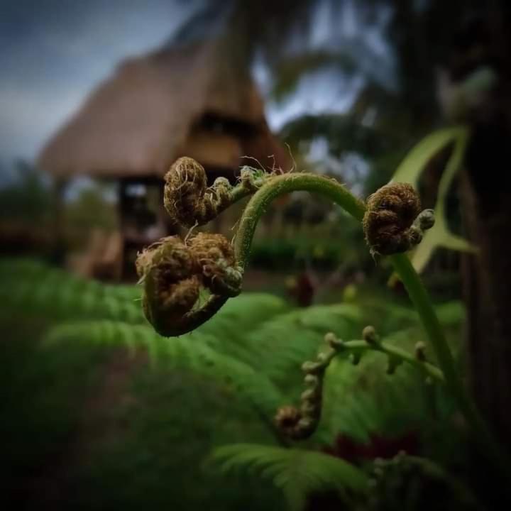 Homestay Girang Rinjani Tetebatu