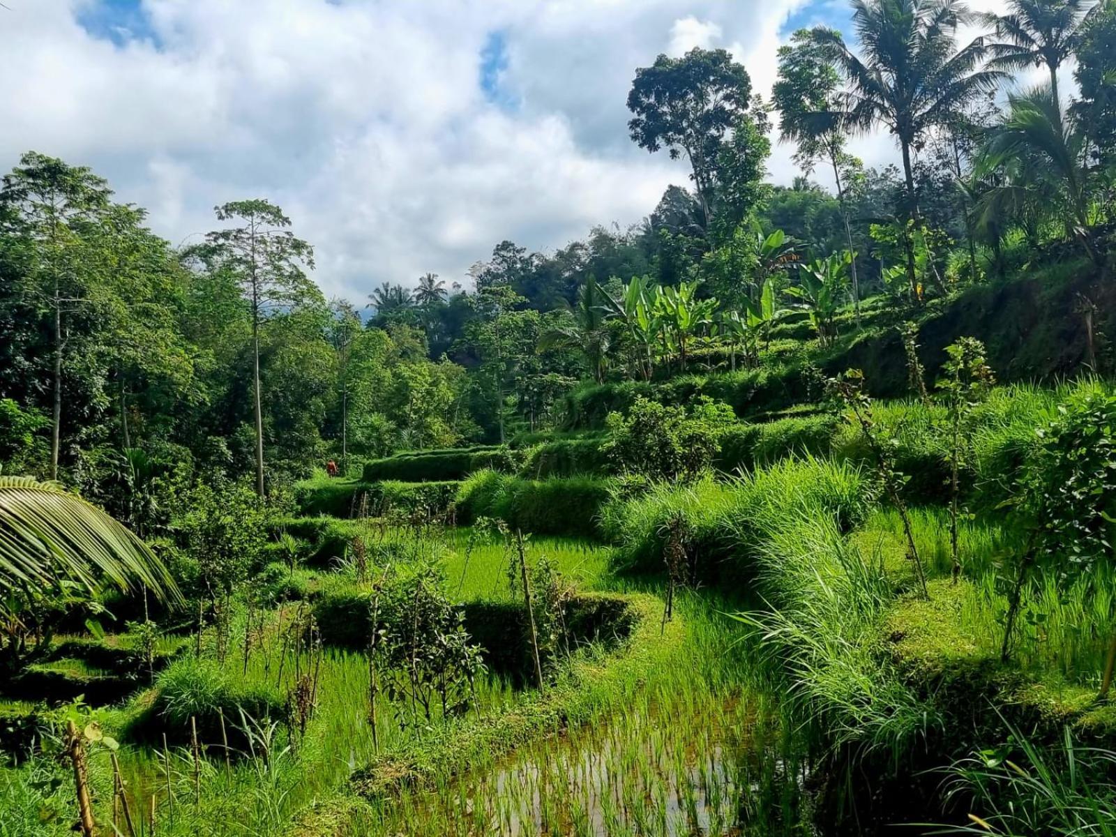 Girang Rinjani Homestay *