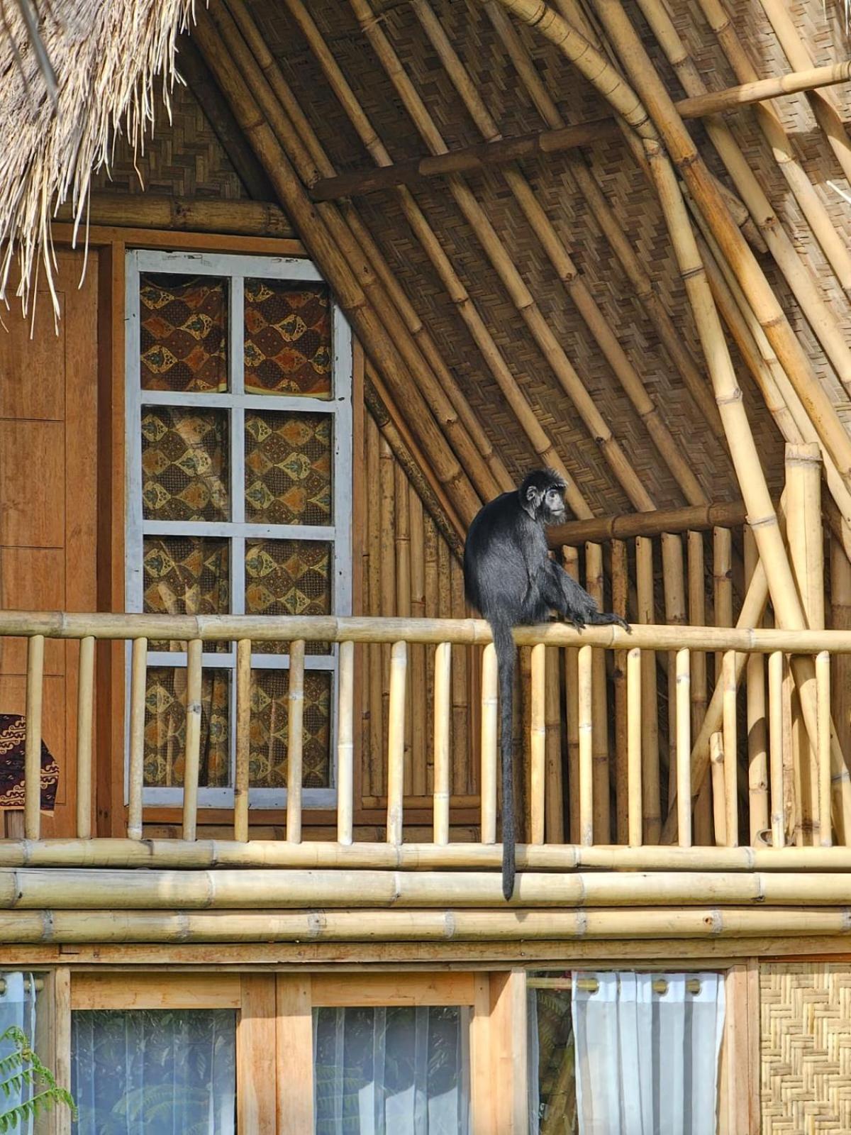 Homestay Girang Rinjani Tetebatu